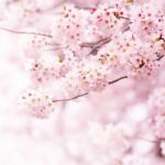 L'Occitane Cherry Blossom & Lychee Hand Cream 30ml - Image 5