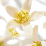 Nuxe Huile Prodigieuse Multi-Purpose Dry Neroli Oil 100ml - Image 3