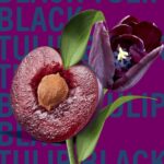 Shay & Blue Black Tulip Eau De Parfum 100ml