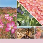 Yankee Candle Desert Blooms Wax Melt